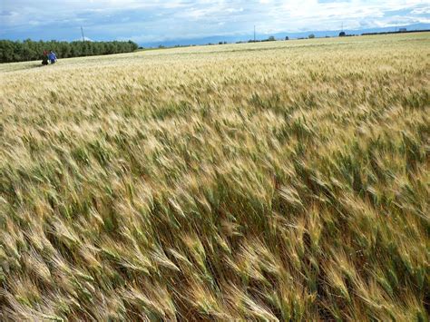 Grano duro sappiamo produrre qualità e finalmente c è anche il prezzo