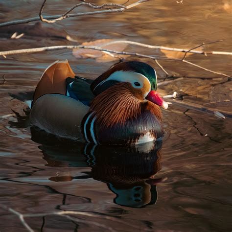 Portrait Of A Mandarin Duck Rbirding