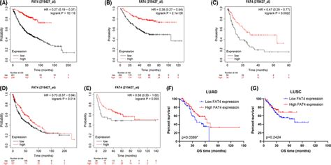 Decreased Fat Expression Confers A Poor Prognosis For Luad Ac Os