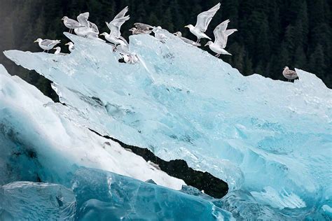 VacationTravelAdventure: Icebergs and Glaciers, Alaskan Vacation: July ...