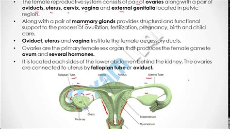 Female Reproductive System Diagram Functions