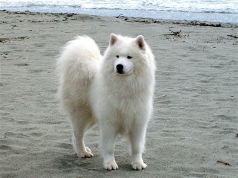 Samoyed Wallpapers - Wallpaper Cave