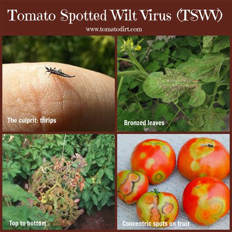 Tomato Diseases: How to Identify and Treat Tomato Spotted Wilt Virus