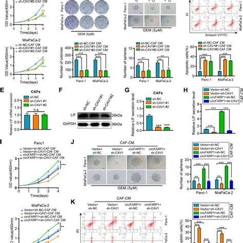 Circfarp Is Critical For Cafs To Induce Gem Resistance In Pdac Cells