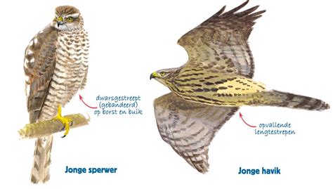 Havik Vs Sperwer Vogelbescherming