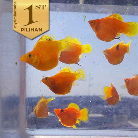 Jual Molly Balon Sunkist Oren Grade A Ikan Hias Aquascape Hiasan