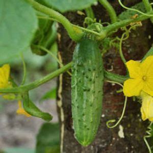 Concombre Culture Entretien R Colte Growing Vegetables Backyard