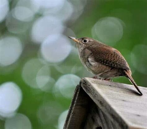 Pin by Karen Zaleski on Carolina Birdwatching | Pinterest