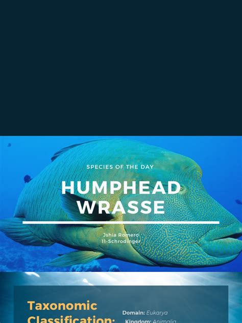 Humphead Wrasse | PDF | Fish | Aquatic Animals