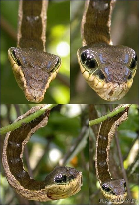 Caterpillar Looks Like A Snake Animals