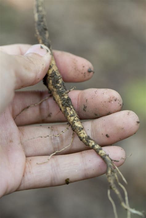 Root Cutting Technique Learn How To Take Root Cuttings From Plants