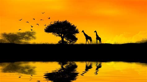 Giraffes, Africa - Most Beautiful Picture