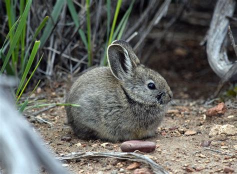 Pygmy rabbit research to be discussed