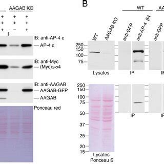 Interaction Of Aagab With Ap Subunits A Schematic Representation