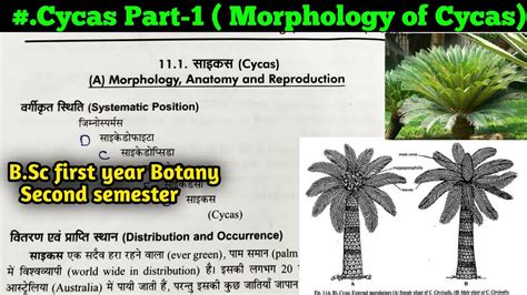 Cycas Part 1 Morphology Of Cycas In Hindi B Sc First Year Botany