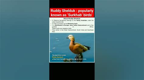 Ruddy Shelduk Popularly Known As ‘surkhab Birds Upsc India