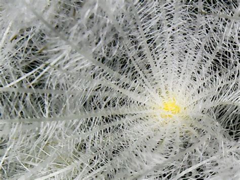 Macro Look At The Areole Of A Mammillaria Plumosa The Super Fine