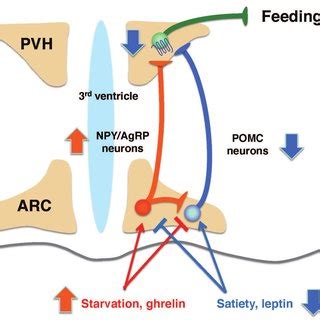 AMPK Regulated CRH Neurons Constitute A Subpopulation Of CRH Neurons In