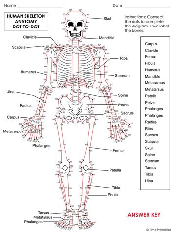 Anatomy Clipart-diagram Of Anatomical Position Skeleton, 40% OFF