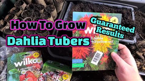 How To Grow Dahlia Tubers YouTube