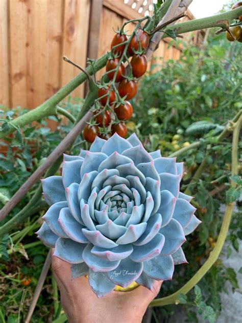 Echeveria Blue Bird Echeveria Succulent Terrarium Succulents