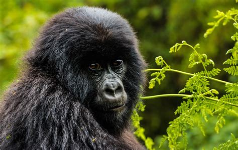 Best Places To See Gorillas In Africa Gorilla Trek Guide