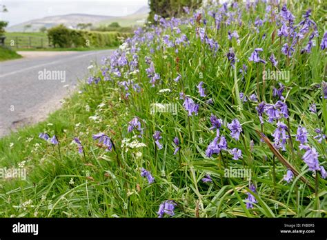 Roadside Grass Verge With Flowering Bluebells Growing Beside A Country Road In May Isle Of