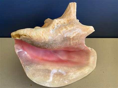 Conch Shell QUEEN Strombus Gigas PINK Seashell 7 1 4 Long RARE Etsy