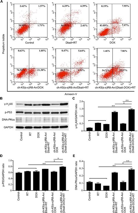 In Vitro Apoptosis And Dna Damage Response Of Different Micelle