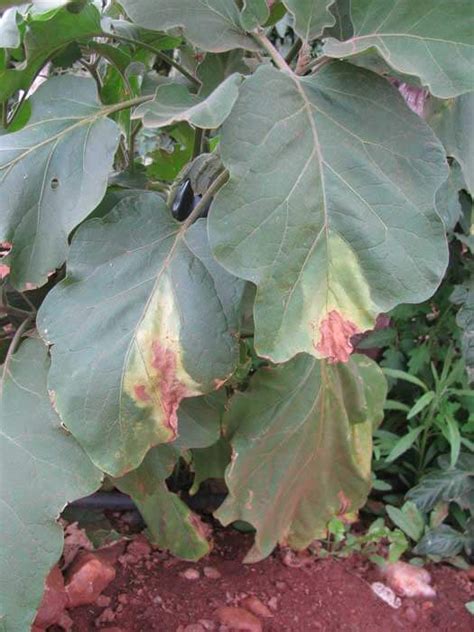 7 Common Eggplant Diseases And Ways To Control Them