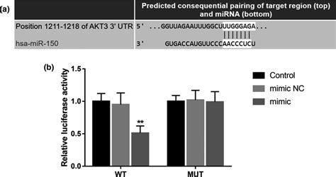 Akt Acts As A Target Gene Of Mir In Bv Cells A The