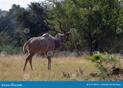 Greater Kudu Bull Isolated Stock Photo Image Of Savannah