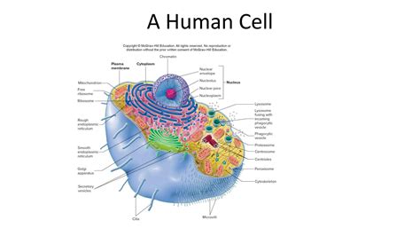 Solution Human Cell Ppt Studypool