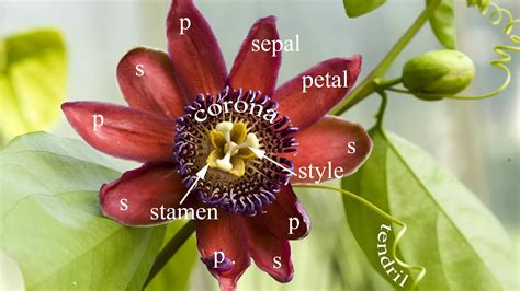 A Passion For Passion Flowers Kew