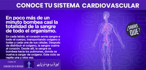 Conoce Tu Sistema Cardiovascular Alcira Vital