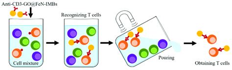 Scheme 2 Immunomagnetic Separation Using Anti Cd3 Gofen Imbs