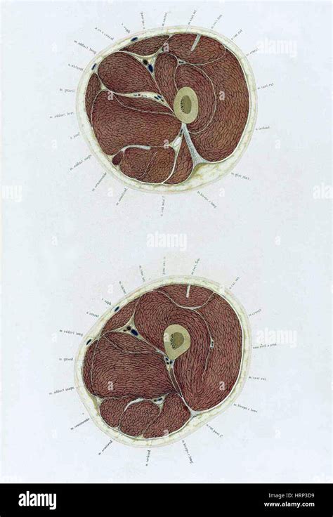 Topographisch Anatomischer Braune Stock Photo Alamy