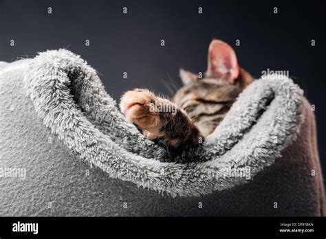 Primer Plano De Una Pata De Un Gato Tabby Que Sobresale De La Cama Del