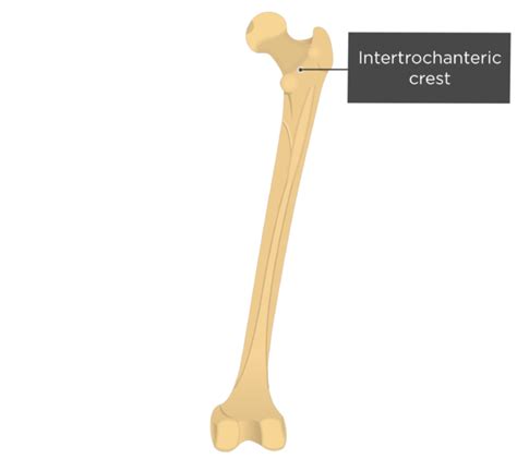 Femur Intertrochanteric Crest