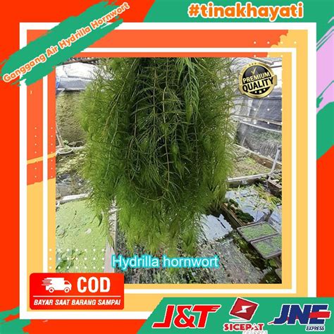 Jual Ganggang Air Hydrilla Hornwort Tanaman Aquascape Shopee Indonesia