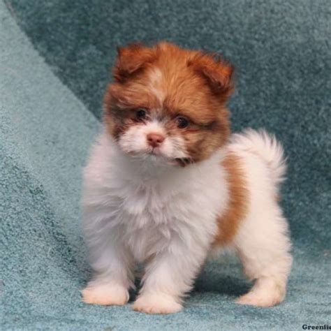 Shih-Pom Puppies For Sale | Greenfield Puppies