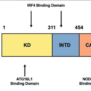 Structure Of Ripk Receptor Interacting Serine Threonine Kinase