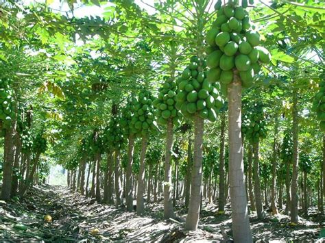 Papaya Growing In Queensland Australia Papaya Growing Papaya