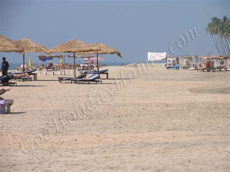 Morjim Beach in Goa, Olive Ridley turtles at Morjim beach in Goa ...