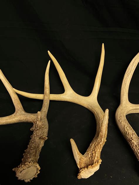 5 Pack 4 Point Whitetail Antlers The Antler Outlet