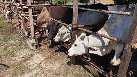 Tata Cara Dan Doa Menyembelih Hewan Kurban Di Hari Raya Idul Adha