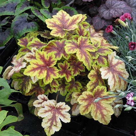Golden Zebra Heucherella Plants for Sale (Foamy Bells) - GrowJoy