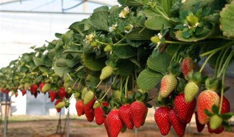 Per Cuenta Con Alrededor De Mil Hect Reas De Fresas