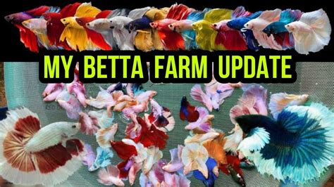 My Betta Fish Farm Update Betta Fish Breeding Betta Fish Tank