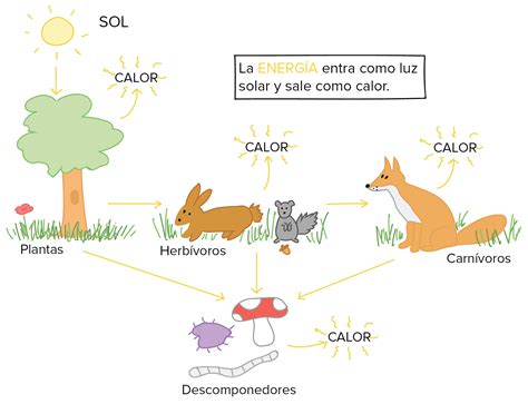 This Diagram Illustrates Energy Flow Through A